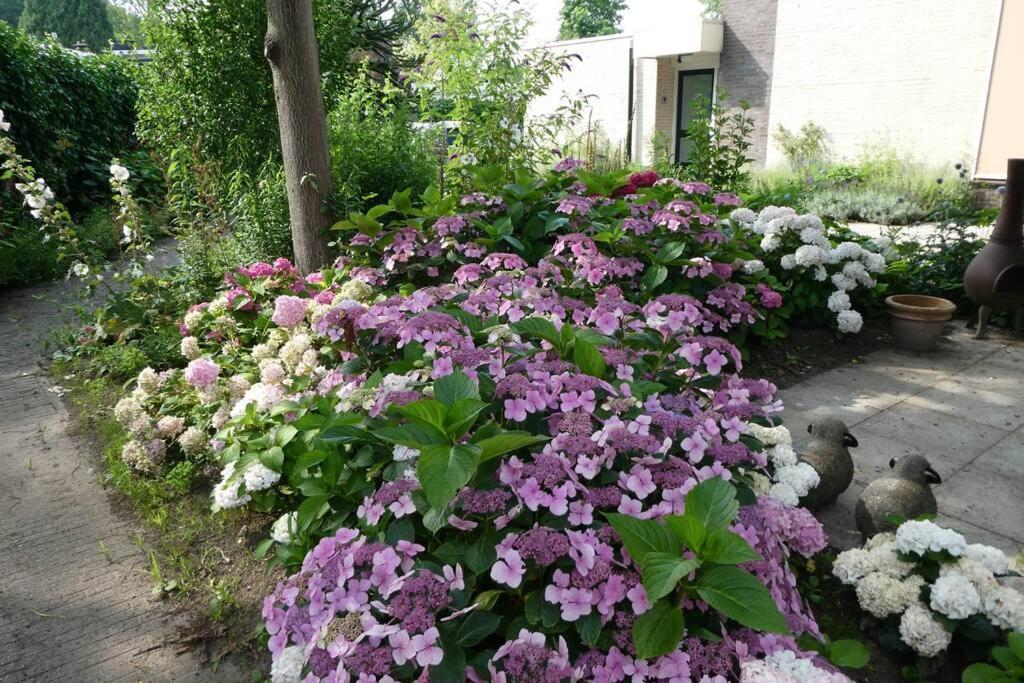 דורדרכט Huis Bij De Catalpa מראה חיצוני תמונה